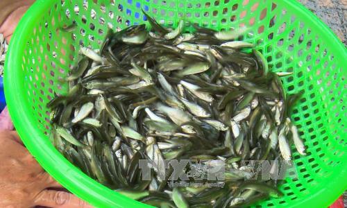 Mùa nước lũ, đến Đồng Tháp nhấm nháp lẩu cua đồng, cá linh